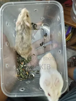রাশিয়ান ডরফ হ্যামেস্টার