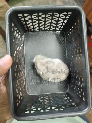 রাশিয়ান ডরফ হ্যামেস্টার