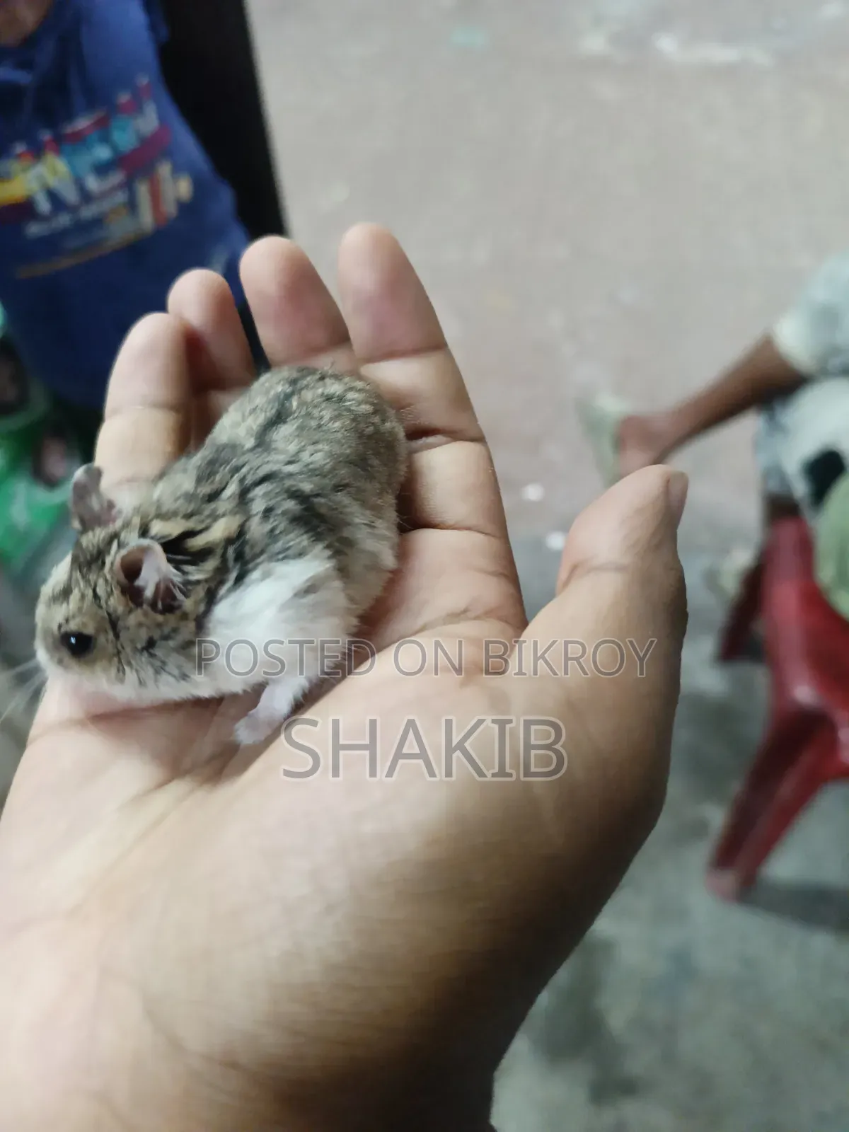 রাশিয়ান ডরফ হ্যামেস্টার