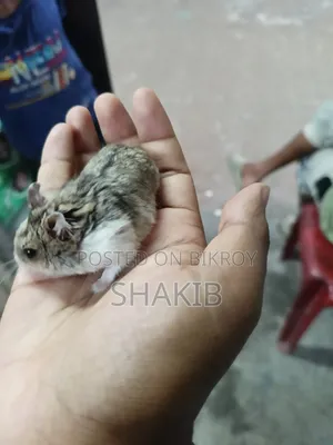 রাশিয়ান ডরফ হ্যামেস্টার