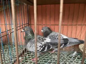 Maxi Racer Pair
