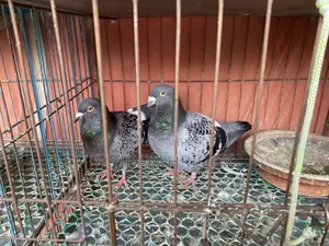 Maxi Racer Pair