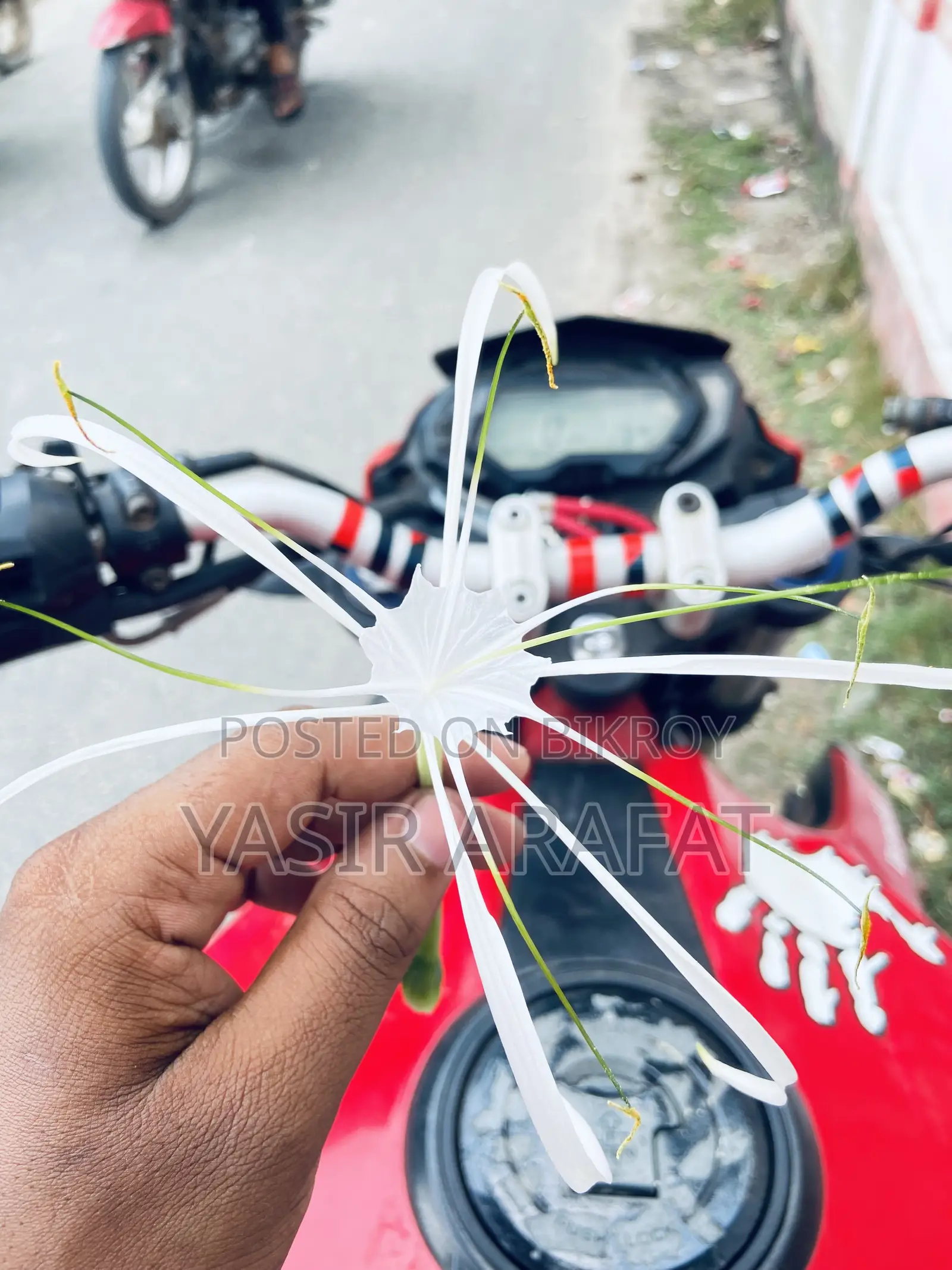 Benelli TNT 2019 Red
