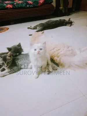 ১-৩ মাসের মেল পিউরব্রেড পার্সিয়ান