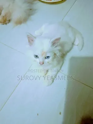 ১-৩ মাসের মেল পিউরব্রেড পার্সিয়ান
