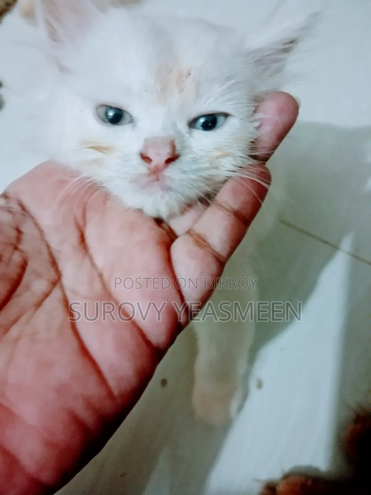 ১-৩ মাসের মেল পিউরব্রেড পার্সিয়ান