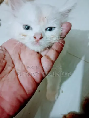 ১-৩ মাসের মেল পিউরব্রেড পার্সিয়ান
