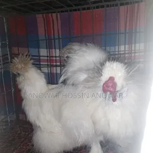 সিল্কি জোড়া।