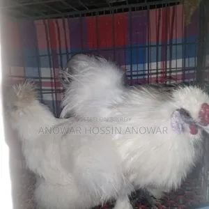 সিল্কি জোড়া।