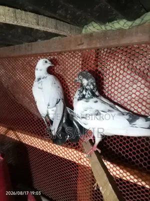 Two Female Pigeons for Sale