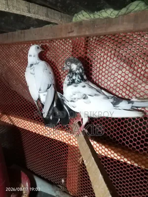 Two Female Pigeons for Sale