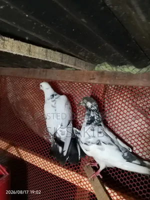 Two Female Pigeons for Sale