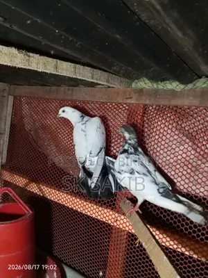 Two Female Pigeons for Sale