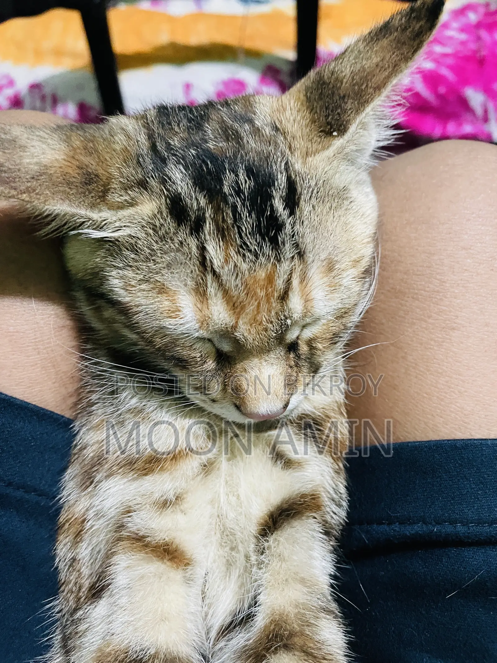 1-3 months Female Mixed Breed Persian