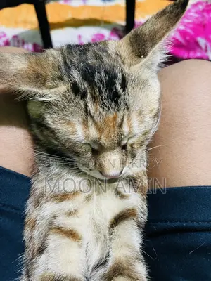 1-3 months Female Mixed Breed Persian