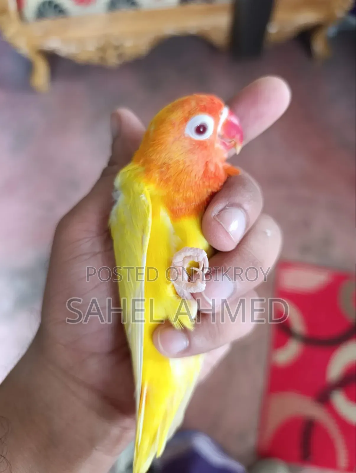 লাভ বার্ড মেল রেড আই