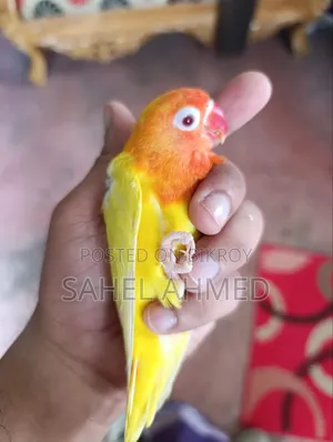 লাভ বার্ড মেল রেড আই