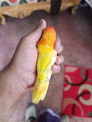 লাভ বার্ড মেল রেড আই