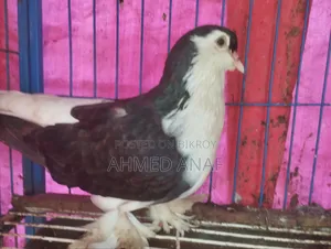 সিরাজি কবুতর নর বিক্রি হবে