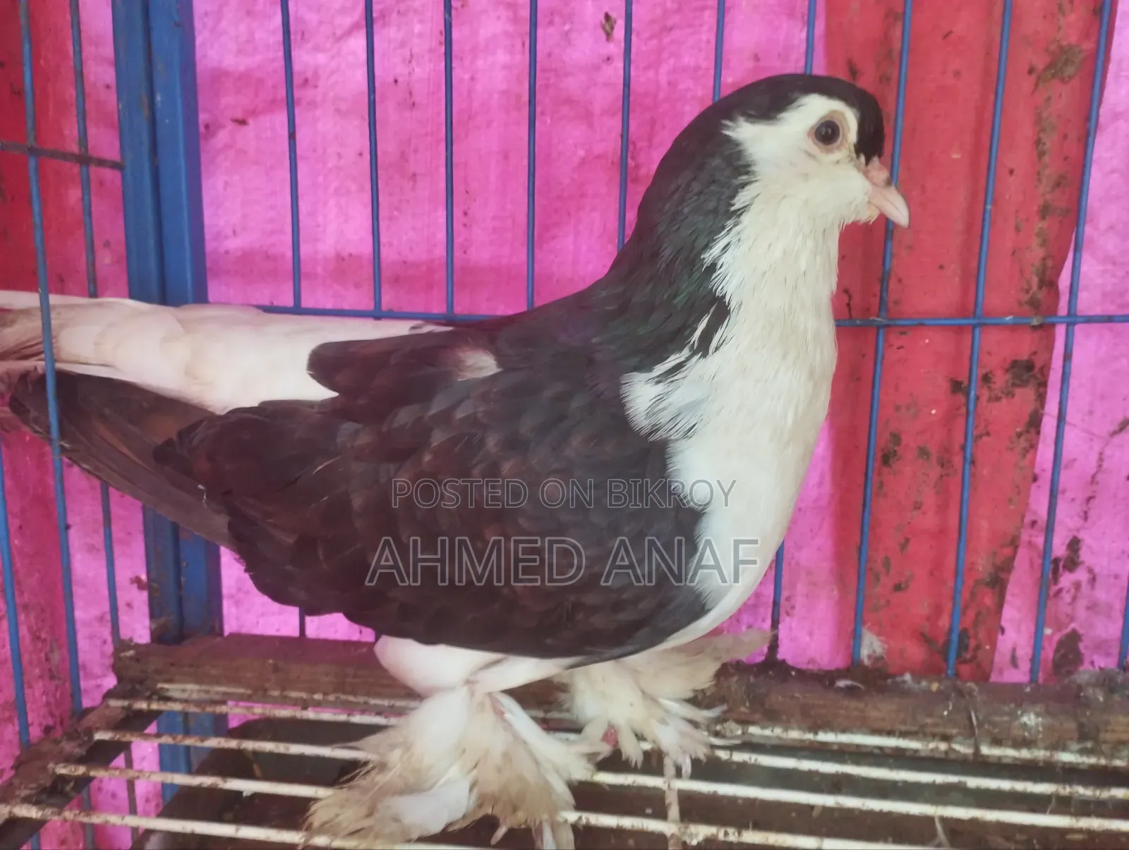 সিরাজি কবুতর নর বিক্রি হবে
