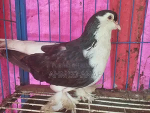 সিরাজি কবুতর নর বিক্রি হবে