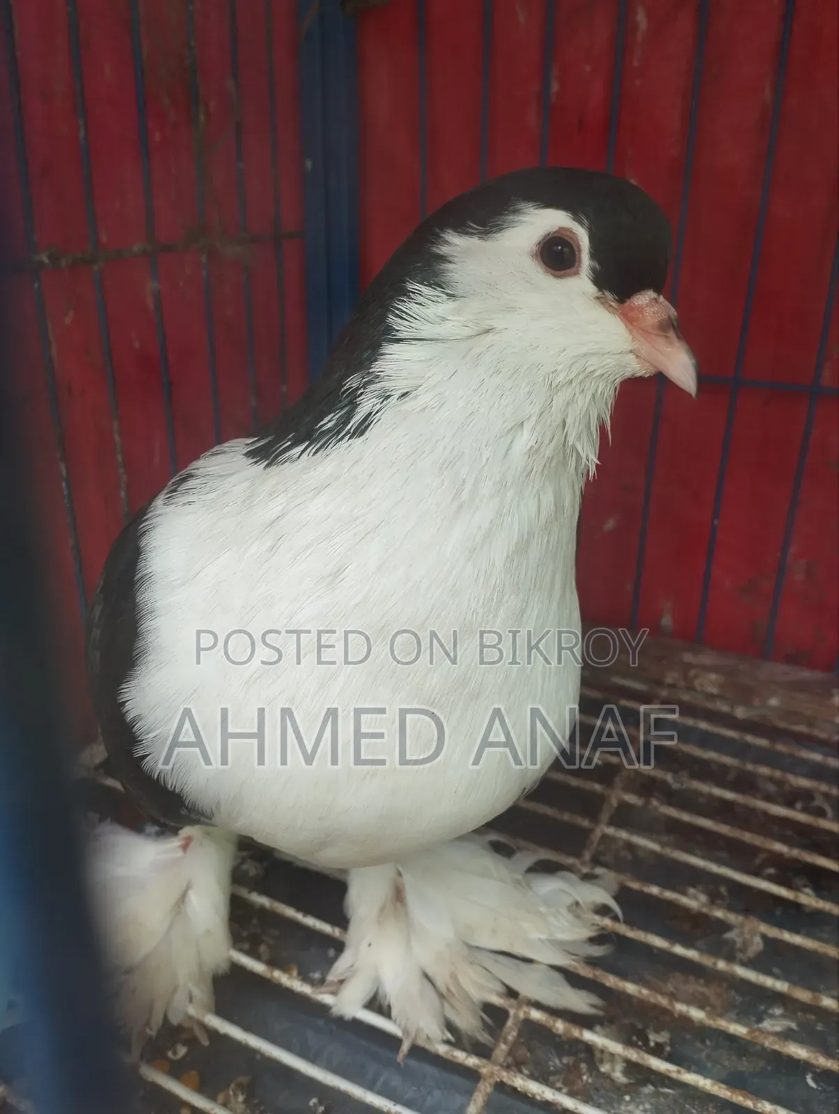 সিরাজি কবুতর নর বিক্রি হবে