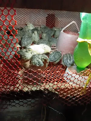 কোয়েল পাখি