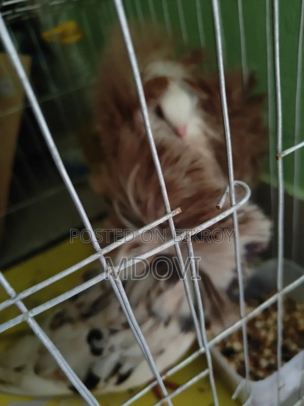 Jacobin Pigeon