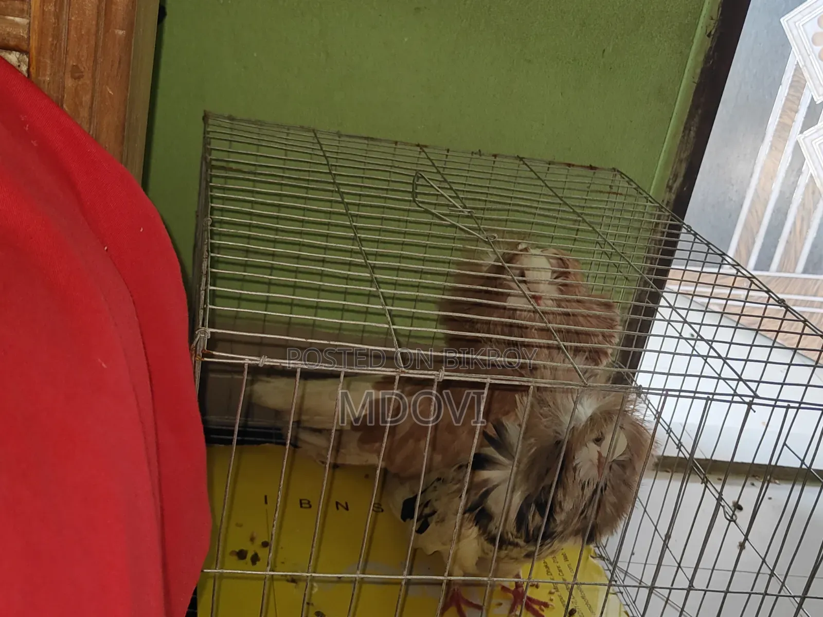 Jacobin Pigeon