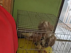 Jacobin Pigeon