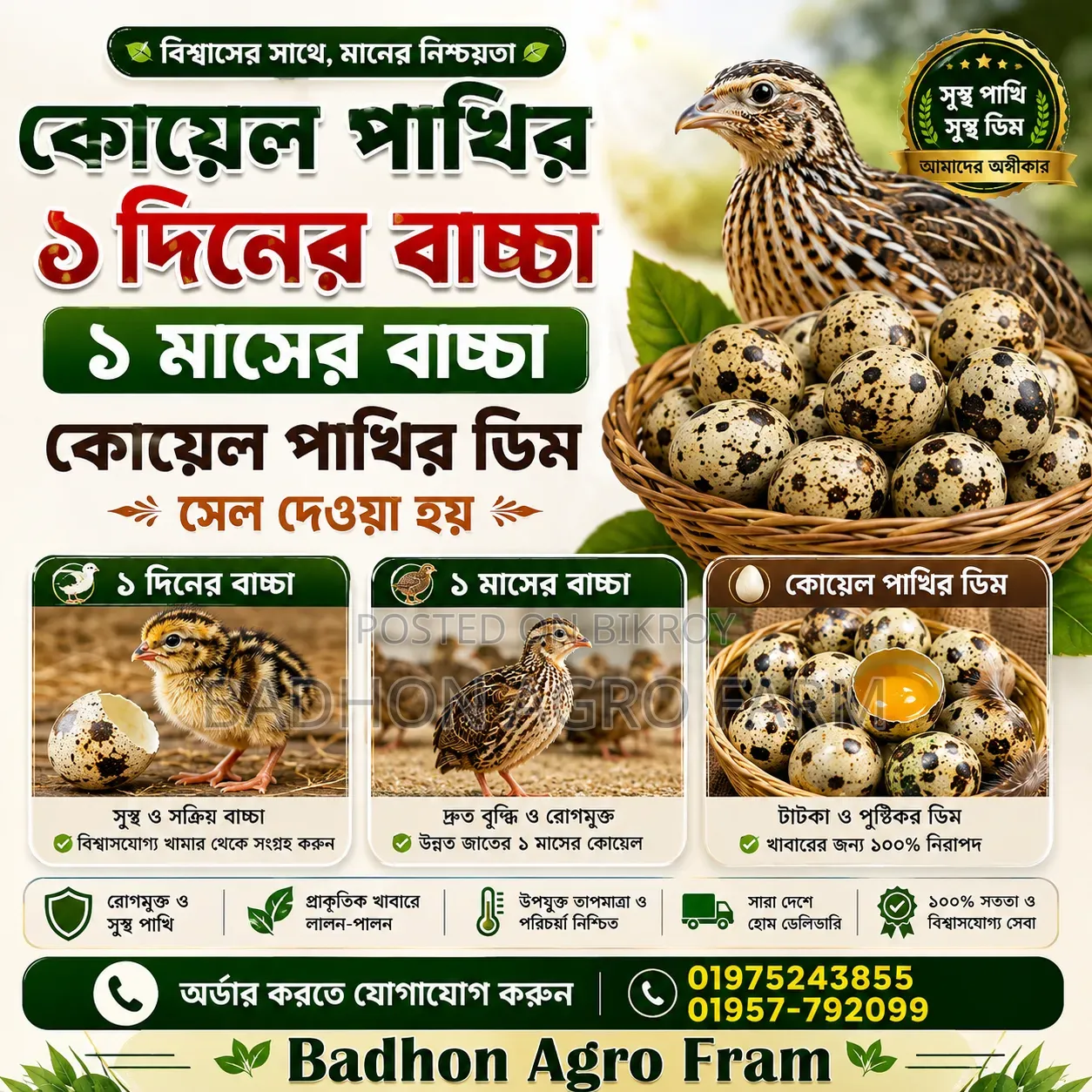 কোয়েল পাখির ডিম, বাচ্চা ও বড় পাখি বিক্রয় করা হয়।
