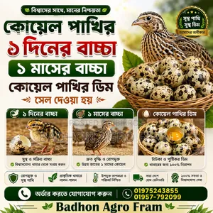 কোয়েল পাখির ডিম, বাচ্চা ও বড় পাখি বিক্রয় করা হয়।