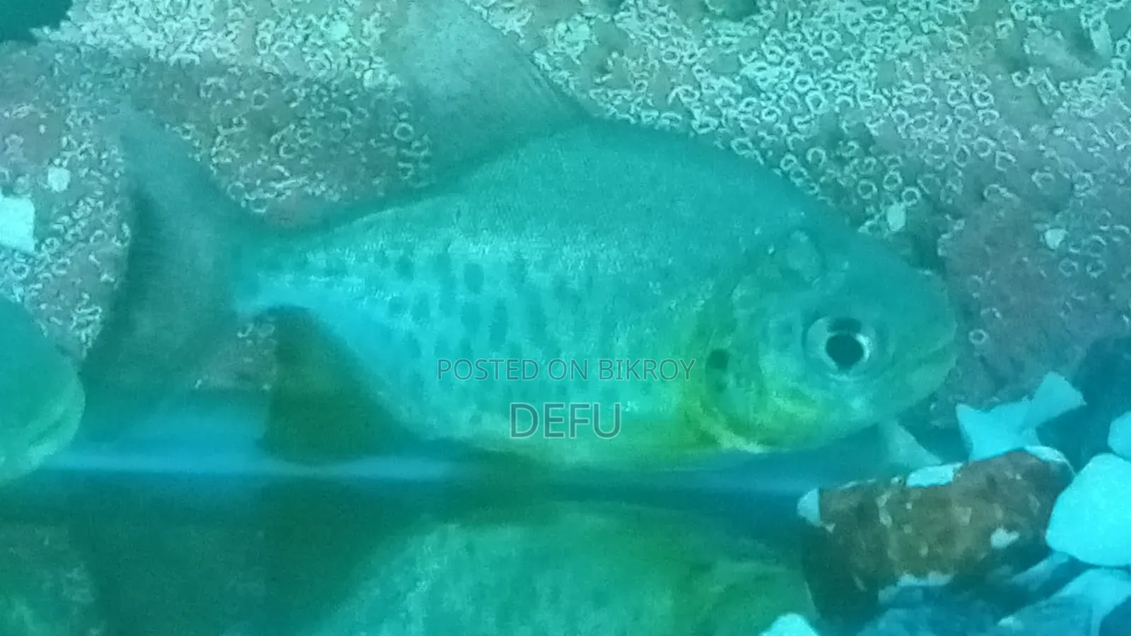 রেড বেলি পিরাহান্নু