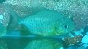 রেড বেলি পিরাহান্নু