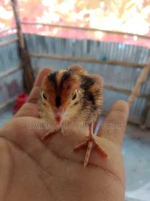 কোয়েল পাখির ডিম, বাচ্চা ও বড় পাখি বিক্রয় করা হয়।