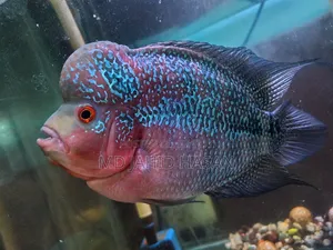Flower on Fish