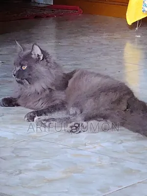 ১+ বছরের পুরুষ পিওরব্রেড পার্সিয়ান