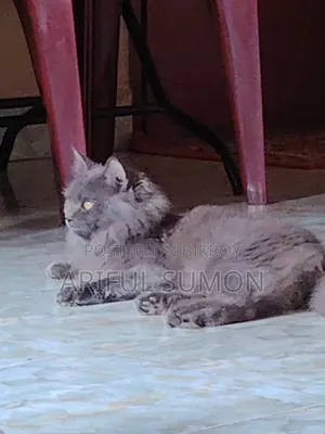 ১+ বছরের পুরুষ পিওরব্রেড পার্সিয়ান