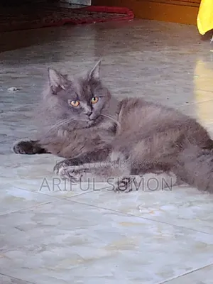 ১+ বছরের পুরুষ পিওরব্রেড পার্সিয়ান