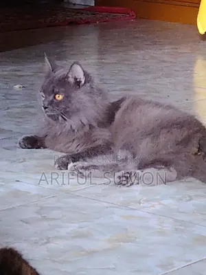 ১+ বছরের পুরুষ পিওরব্রেড পার্সিয়ান