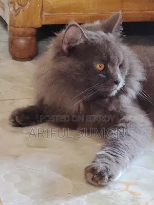 ১+ বছরের পুরুষ পিওরব্রেড পার্সিয়ান