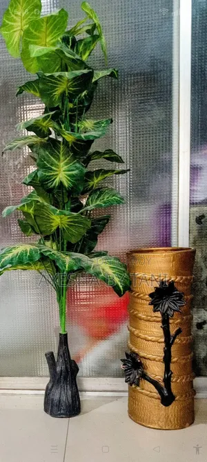 New, 5 feet largest size taro leaf plant and expensive color tub