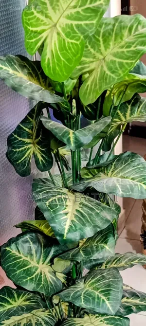 New, 5 feet largest size taro leaf plant and expensive color tub