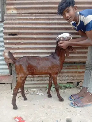 বিটল ছাগল আসল মার্বেল আই