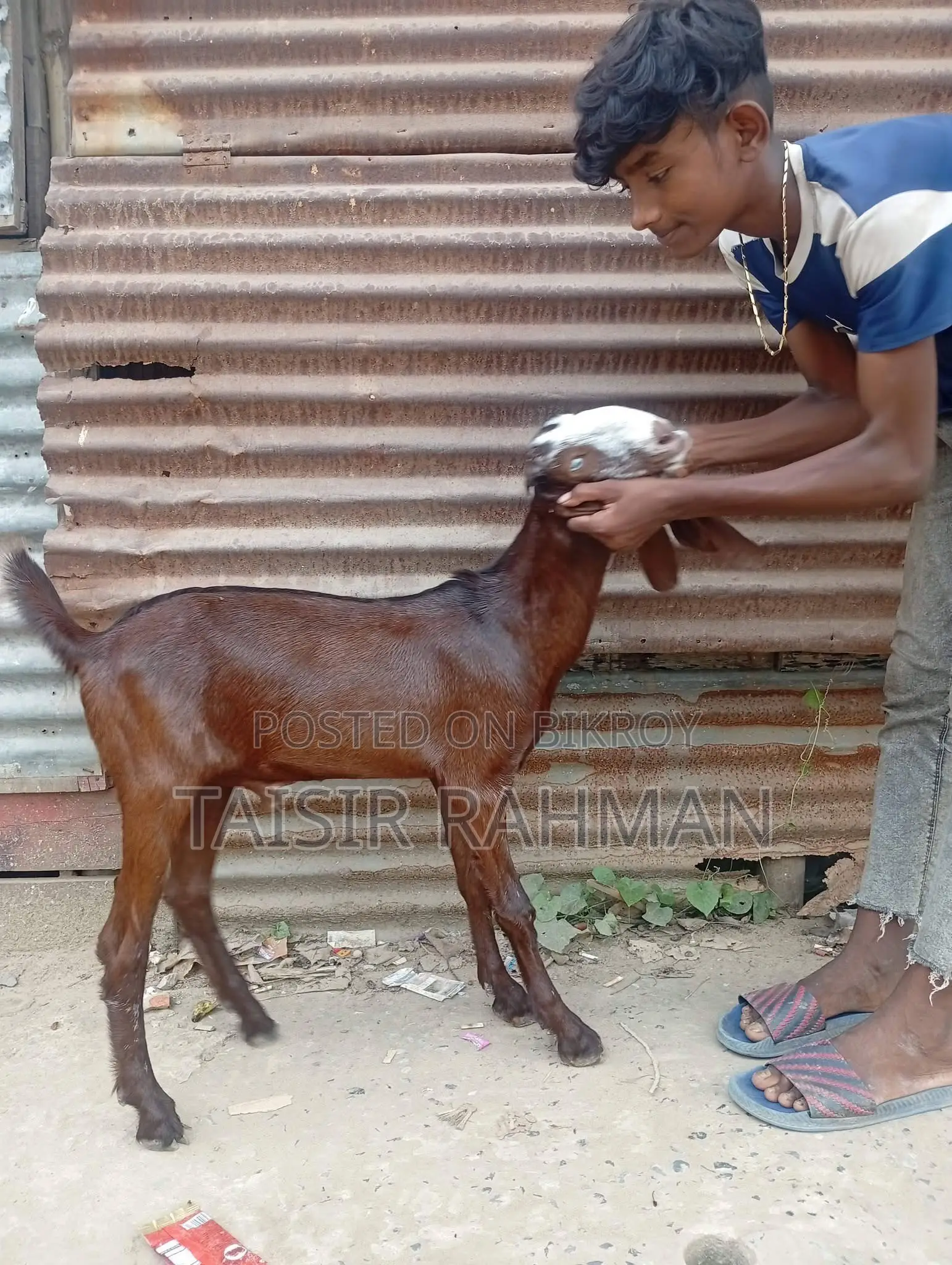 বিটল ছাগল আসল মার্বেল আই