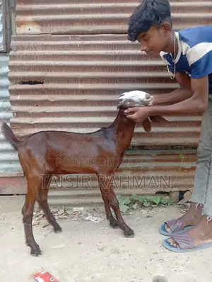 বিটল ছাগল আসল মার্বেল আই