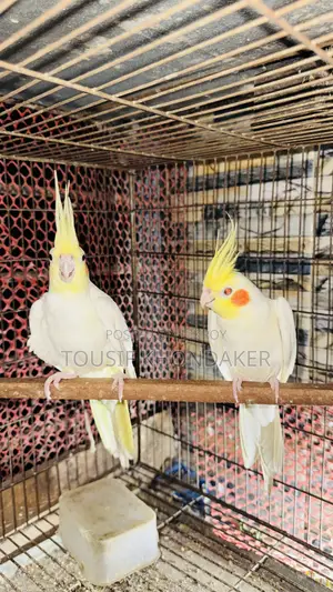 ককটেল রানিং জোড়া