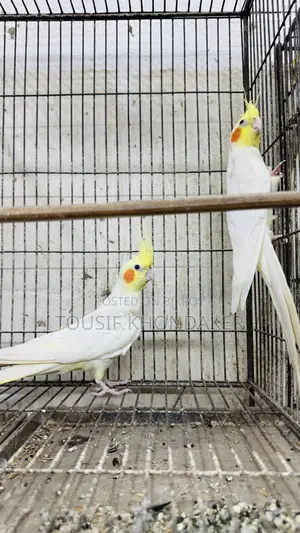ককটেল রানিং জোড়া