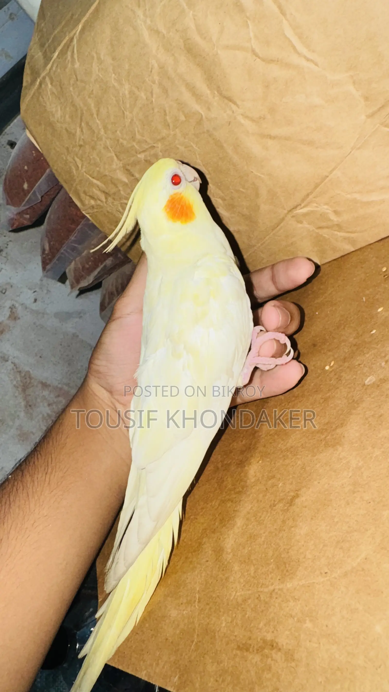 সুপার টেম ককটেল