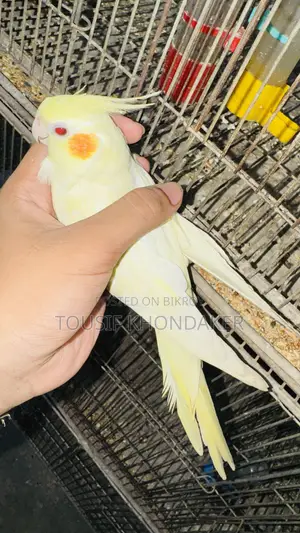 সুপার টেম ককটেল